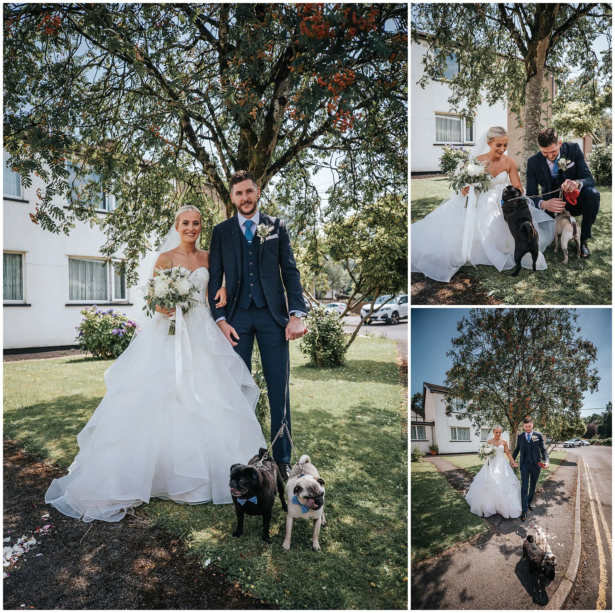 Bride Groom Dogs