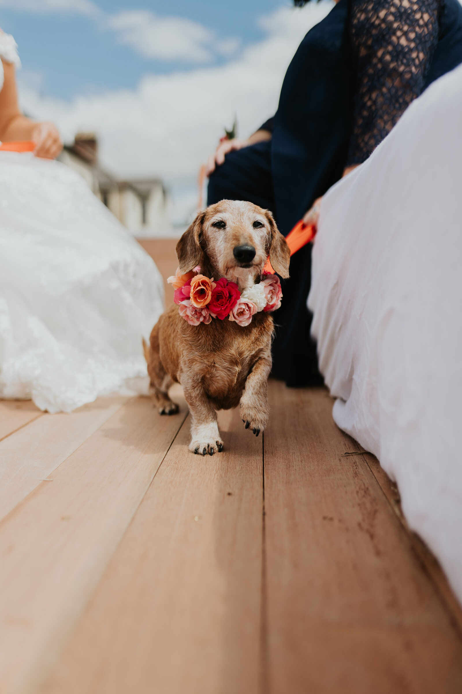 Dog Wedding